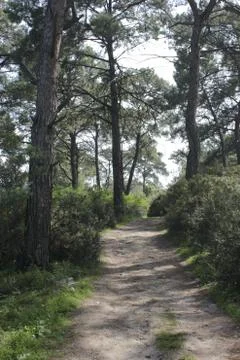 Wood pine path Stock Photos