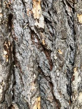 Wood-pine Foto stock