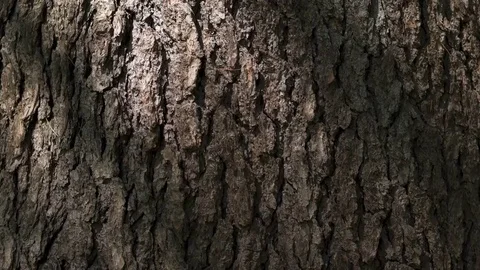 Wood, pine tree, Stem Stock Footage 69284339