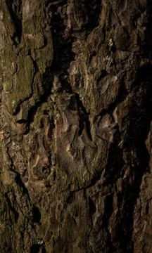 Wood pine tree texture pine tree bark pine for background or screensaver text Stock Photos