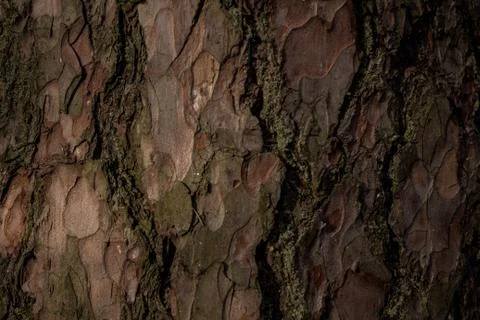 Wood pine tree texture pine tree bark pine for background or screensaver text Stock Photos