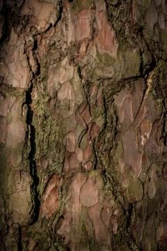 Wood pine tree texture pine tree bark pine for background or screensaver text Stock Photos