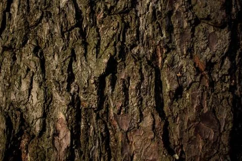 Wood pine tree texture pine tree bark pine for background or screensaver text Foto stock