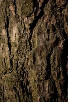 Wood pine tree texture pine tree bark pine for background or screensaver text Stock Photos