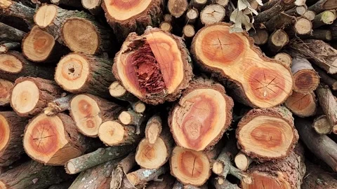 Wood pine from trees Stock Footage 246489231