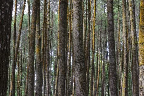 Wood from pine trees Stock Photos