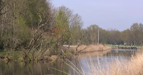 Wood placement in a river catchment diversifies the river habitat Stock Footage 129314009