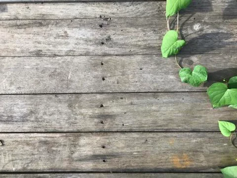 Wood plank pattern texture with green leaf background. Stock Photos