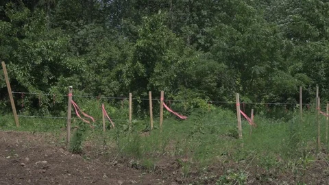Wood posts with pink ribbons flapping in wind. Stock Footage 99203423