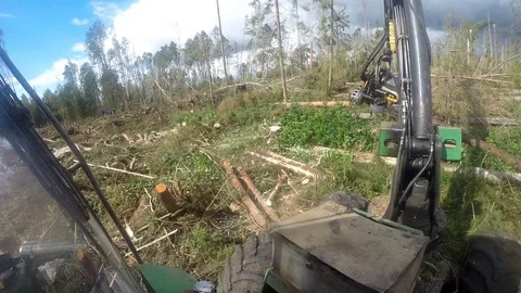 Wood processing after hurricane Stock Footage 84196112