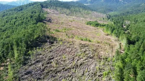 Wood processing after natural disaster in Carpathian forest , Romania Stock Footage 134519658