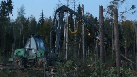 Wood processing in the evening Stock Footage 84199565