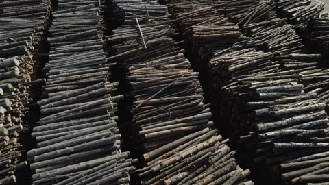 Wood processing factory, aerial view of a large number of logs harvested for Stock Footage 217423319