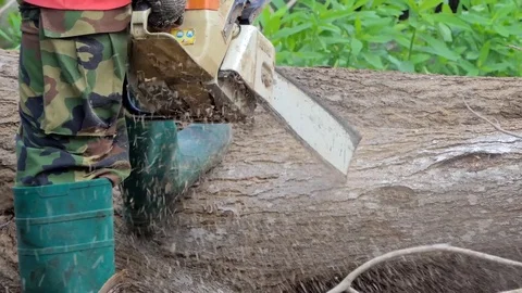 Wood processing industry. Video stock 79976251