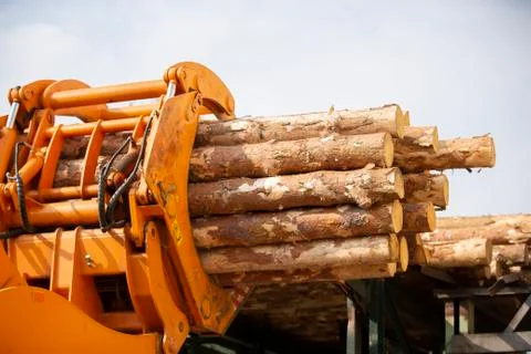 Wood processing industry. Loader with logs. Industrial wood processing Stock Photos