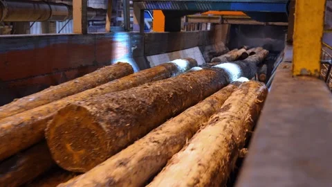 Wood processing. Logs moving on a conveyor belt to be processed into wood chips Stockbeeldmateriaal 297195674