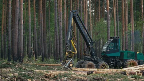 Wood Processing Machine Grabs Log With Harvester Crane And Saws Branches Stock Footage 278228556