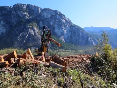 Wood processing site timber lifter moving lumber Stock Footage 80516230