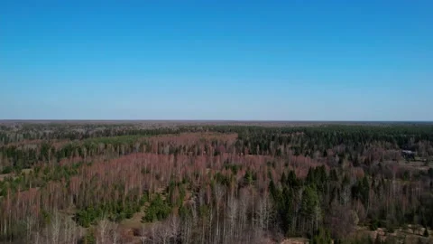 Wood resources. Spring forest under a blue sky. Stock Footage 196483085