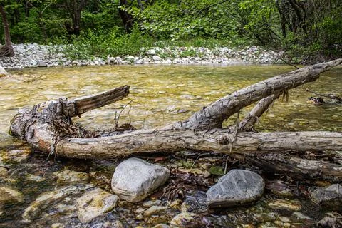 Wood in river Stockfoto's
