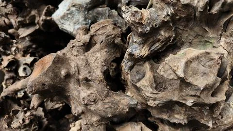 Wood root texture background, old bark details, dead wood roots Stockfoto's