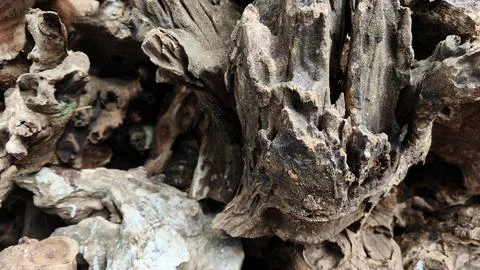 Wood root texture background, old bark details, dead wood roots Stock Photos