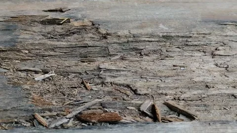 Wood rots because it is often exposed to rainwater. 動画素材 311494198