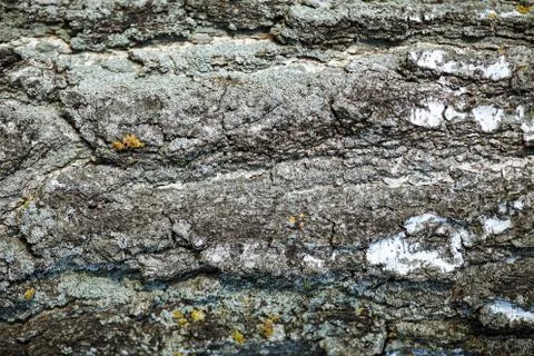 Wood rough texture of a tree trunk Stock Photos