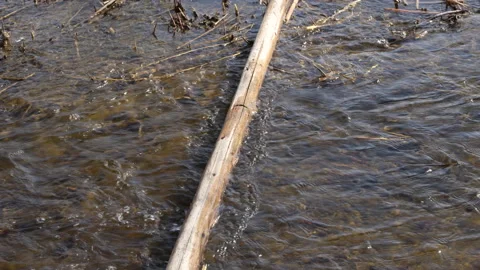 Wood runs across the surface of the stream, and the river flows Stock Footage 239986904