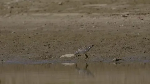 Wood Sandpiper bird Stock Footage 334008305