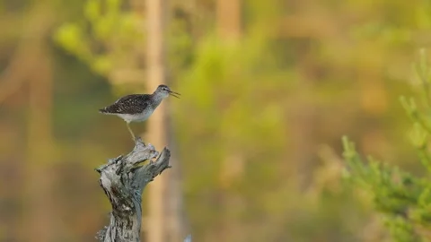 Wood Sandpiper Calling from Weathered Dead Tree Stock Footage 337655040