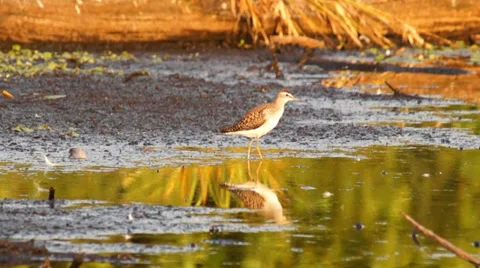 Wood sandpiper Stock Footage 27424339