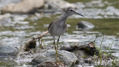 Wood Sandpiper Stock Footage 332076613