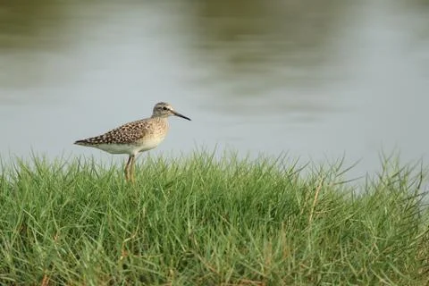 Wood sandpiper on grass Stock Photos