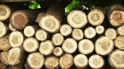 Wood Series Stock Footage 740199