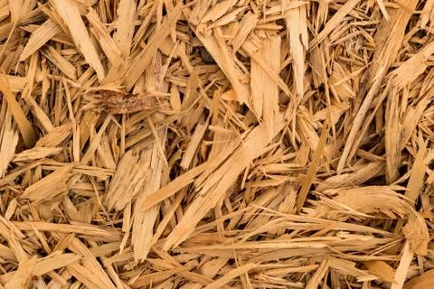 Wood shaving bits Stock Photos