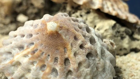 Wood shell on sand Stock Footage 121726051