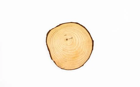 Wood slice with Annual Ring Pattern on a white background, circle, round. Foto stock