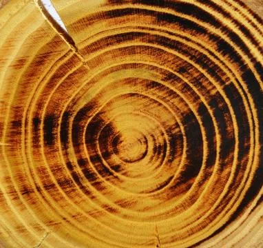 Wood slice Stock Photos