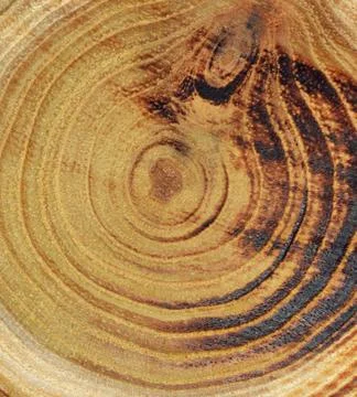 Wood slice Stock Photos
