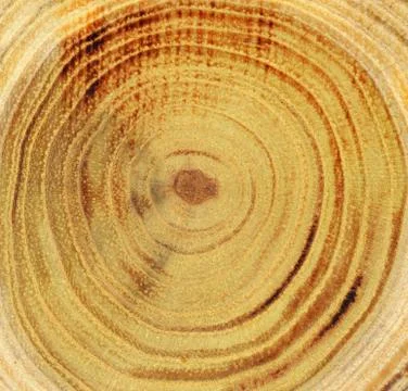 Wood slice Stock Photos