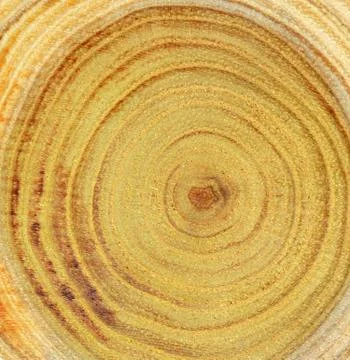 Wood slice Stock Photos