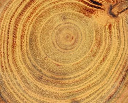 Wood slice Stock Photos