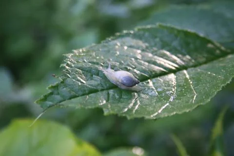 Wood snail on tree sheet Stock Photos