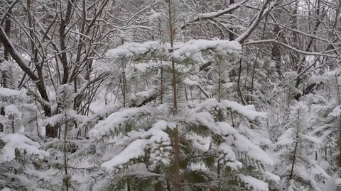 Wood in the snow 스톡 동영상 85070957