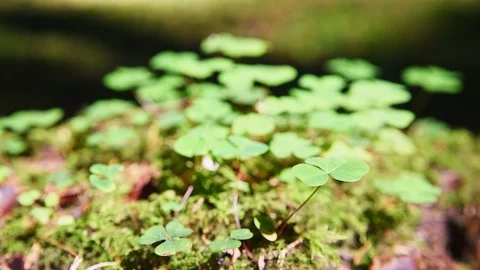 Wood sorrel Stock Footage 95524850