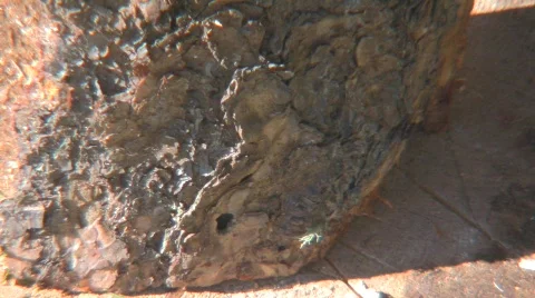 Wood split 3 Stock Footage 506543