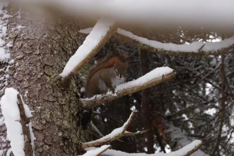 Wood Squirrel Stock Photos