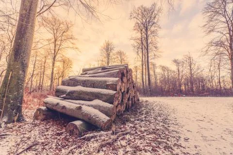 Wood stack in a forest sunrise Stock Photos
