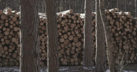 Wood stacked on a pile, 4K Stock Footage 170600930
